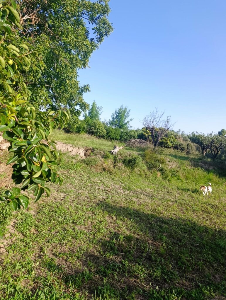 Casa de campo en venta en Cehegín, Cehegin