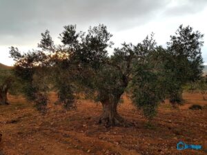 Casa de campo en venta en LAS PALAS, Fuente alamo de Murcia