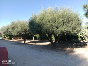 Chalet en venta en La paloma, El Palmar