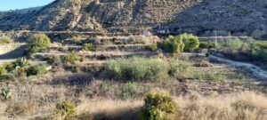 Finca rústica en venta en Archena, Archena