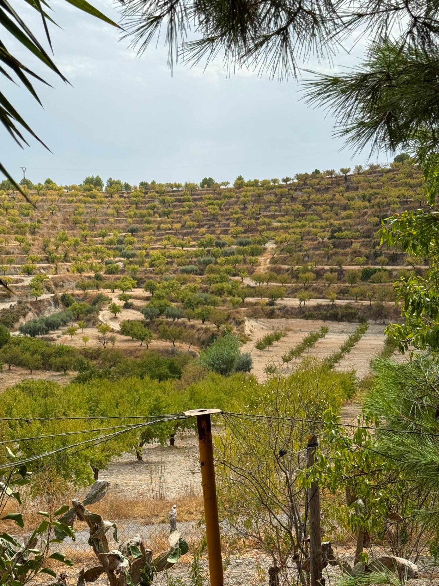 Finca rústica en venta en Extraradio, Mula