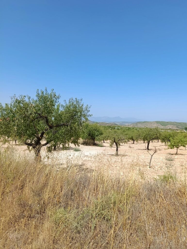 Finca rústica en venta en La Copa, Bullas