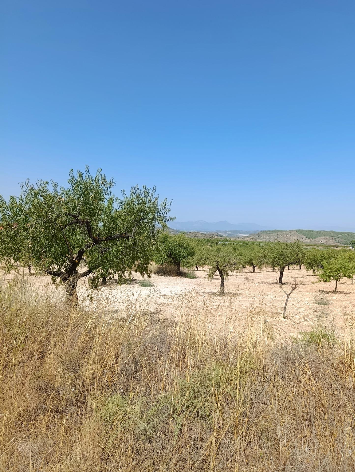 Finca rústica en venta en La Copa, Bullas