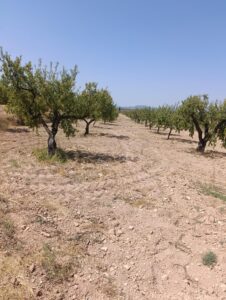 Finca rústica en venta en La Copa, Bullas