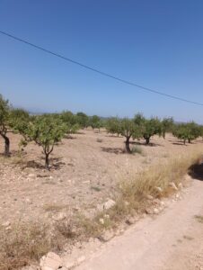 Finca rústica en venta en La Copa, Bullas