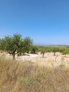 Finca rústica en venta en La Copa, Bullas