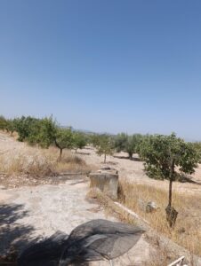 Finca rústica en venta en La Copa, Bullas