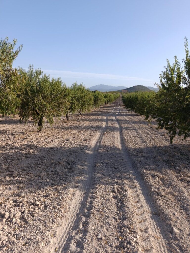 Finca rústica en venta en OTRAS, Bullas