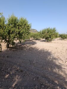 Finca rústica en venta en OTRAS, Bullas