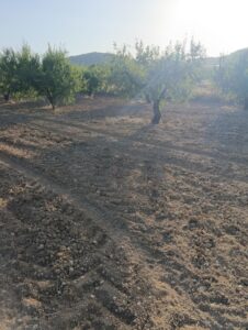 Finca rústica en venta en OTRAS, Bullas