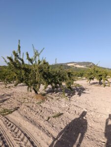 Finca rústica en venta en OTRAS, Bullas