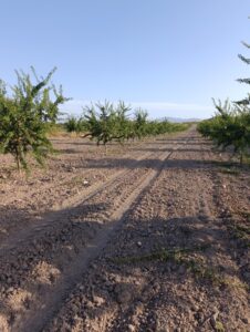 Finca rústica en venta en OTRAS, Bullas