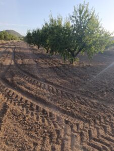 Finca rústica en venta en OTRAS, Bullas