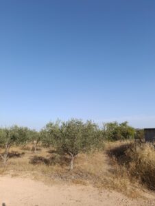 Finca rústica en venta en OTRAS, Bullas