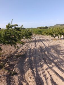 Finca rústica en venta en OTRAS, Bullas