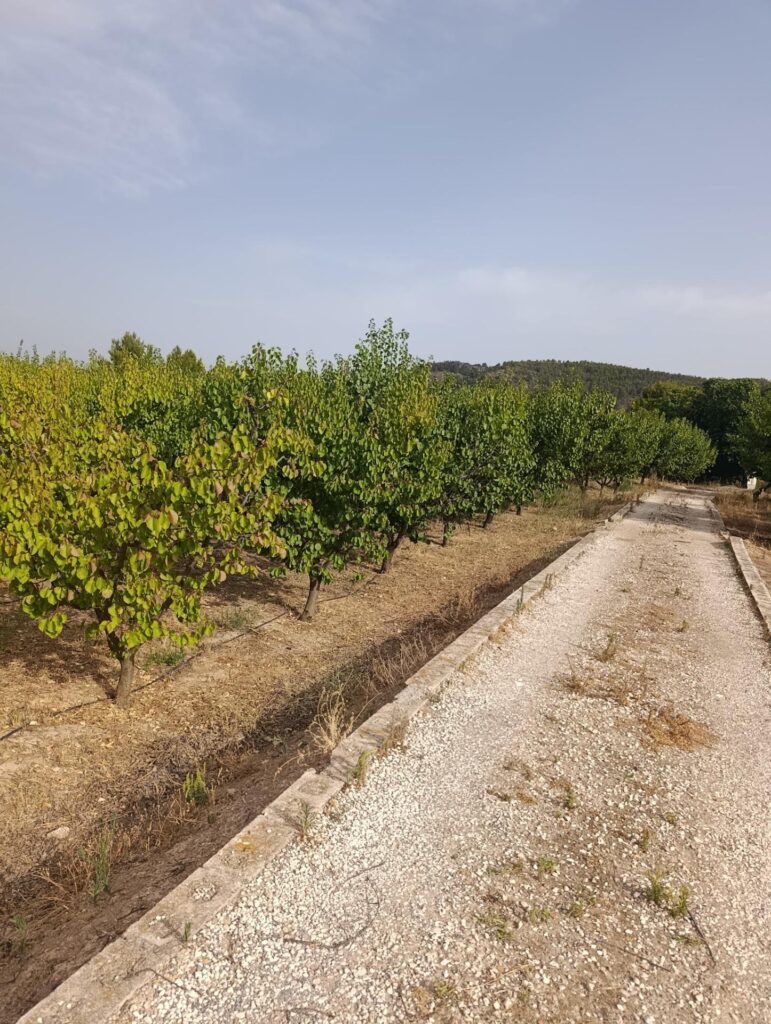 Finca rústica en venta en OTRAS, Cehegin