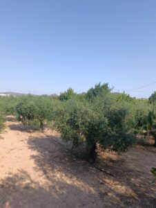 Finca rústica en venta en OTRAS, Cehegin