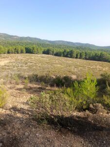 Finca rústica en venta en OTRAS, Cehegin