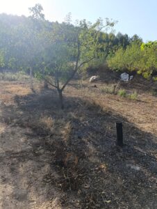 Finca rústica en venta en OTRAS, Cehegin