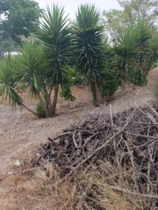 Finca rústica en venta en OTRAS, Cehegin