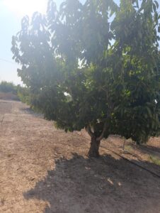 Finca rústica en venta en OTRAS, Cehegin