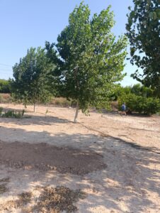 Finca rústica en venta en OTRAS, Cehegin