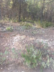 Finca rústica en venta en OTRAS, Cehegin