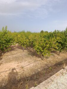 Finca rústica en venta en OTRAS, Cehegin
