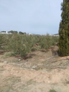 Finca rústica en venta en OTRAS, Cehegin