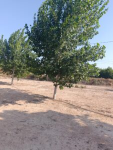 Finca rústica en venta en OTRAS, Cehegin