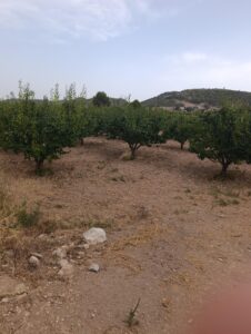 Finca rústica en venta en OTRAS, Cehegin
