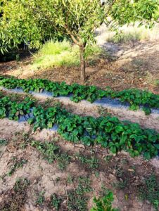 Finca rústica en venta en OTRAS, Cehegin