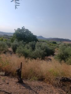 Finca rústica en venta en OTRAS, Cehegin