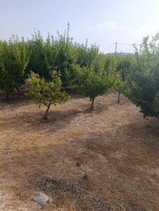 Finca rústica en venta en OTRAS, Cehegin