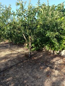 Finca rústica en venta en OTRAS, Cehegin