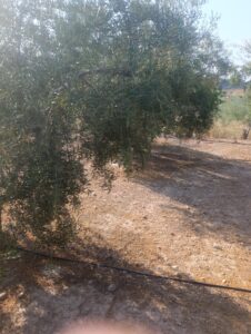 Finca rústica en venta en OTRAS, Cehegin
