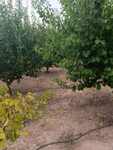 Finca rústica en venta en OTRAS, Cehegin