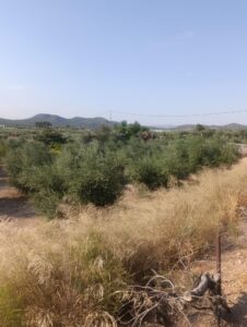 Finca rústica en venta en OTRAS, Cehegin