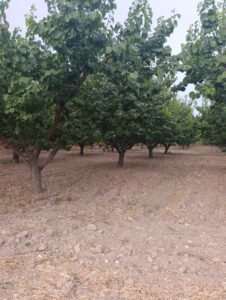 Finca rústica en venta en OTRAS, Cehegin
