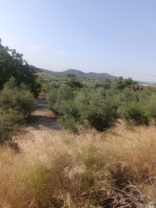 Finca rústica en venta en OTRAS, Cehegin