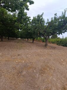 Finca rústica en venta en OTRAS, Cehegin