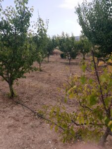 Finca rústica en venta en OTRAS, Cehegin