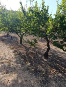 Finca rústica en venta en OTRAS, Cehegin