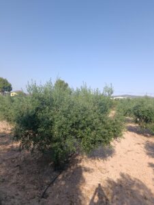 Finca rústica en venta en OTRAS, Cehegin