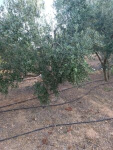 Finca rústica en venta en OTRAS, Cehegin