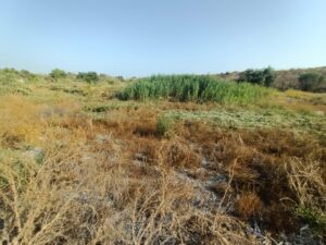 Parcela en venta en Alguazas, Alguazas