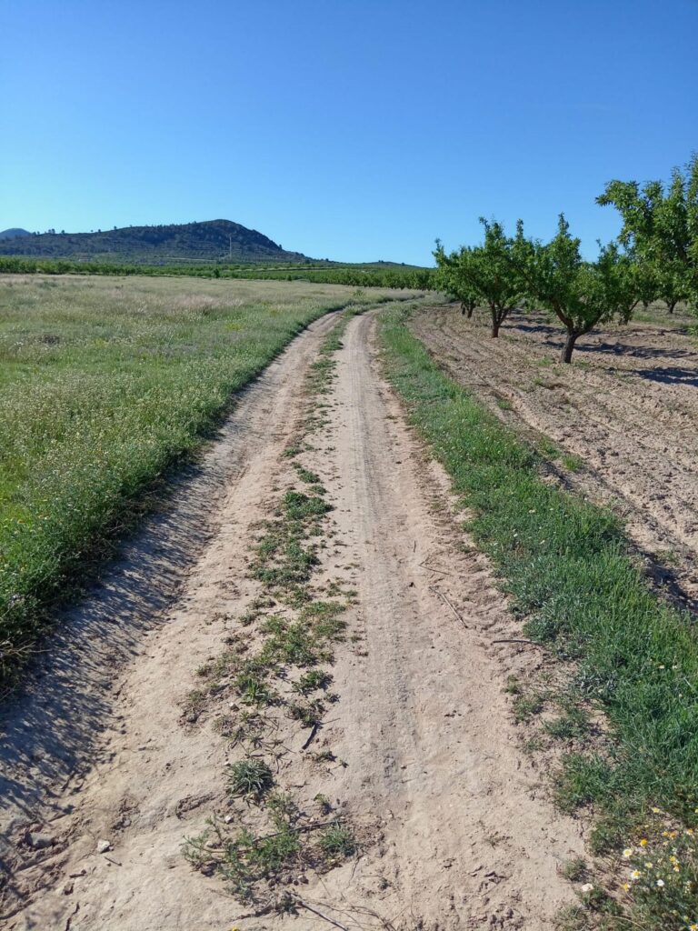 Parcela en venta en Campo de ricote, Ricote