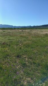 Parcela en venta en Campo de ricote, Ricote
