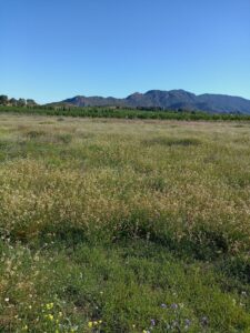 Parcela en venta en Campo de ricote, Ricote