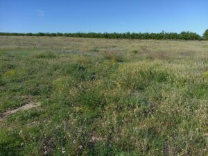 Parcela en venta en Campo de ricote, Ricote